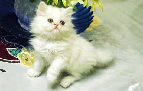 Persian kitten