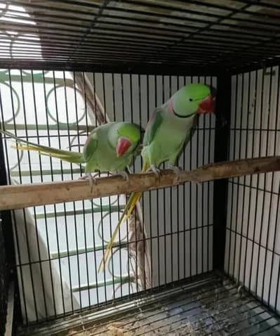 Rwa parrots Pair for sale