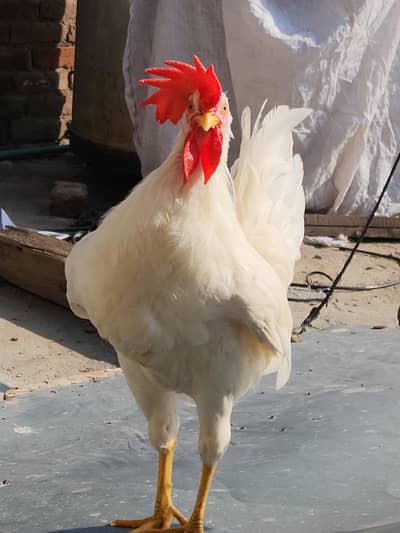 White Laghorn breeder