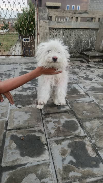 white terrier breed