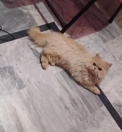 Ex-punch male Kitten