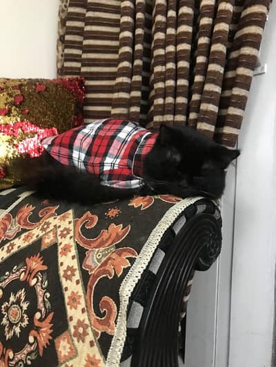 Persian Triple Coated Male Cat