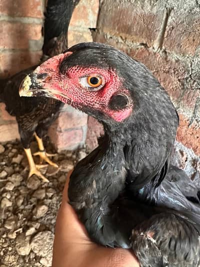 Black O Shamo Female