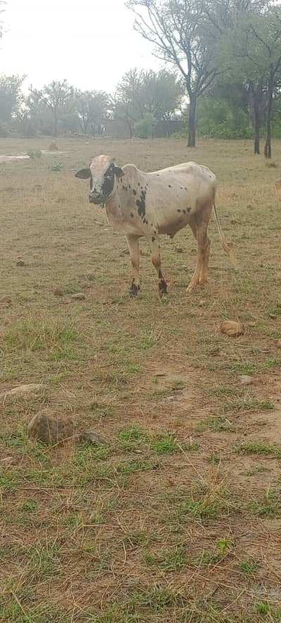 QURBANI WARRA FOR SALE