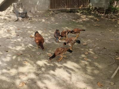 aseel murgi for sale