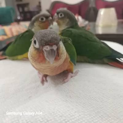 Yellow sided conure high red factor top quality fully hand tamed jumb
