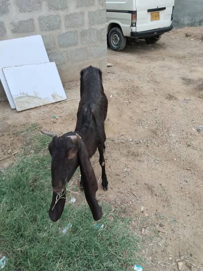 Bakri for Sale