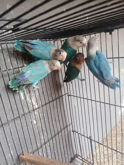 pathy looking for New Home