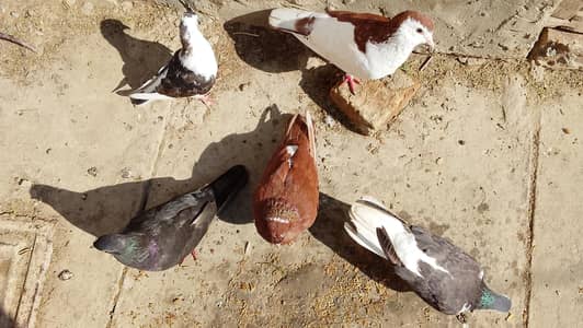 2 sherazi  breeder pair healthy and active