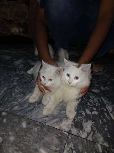 Persian cats pairs fours months home bread