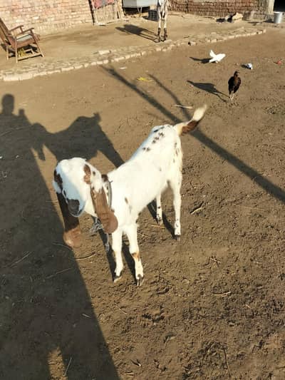 female pure dasi nasal healthy and fit