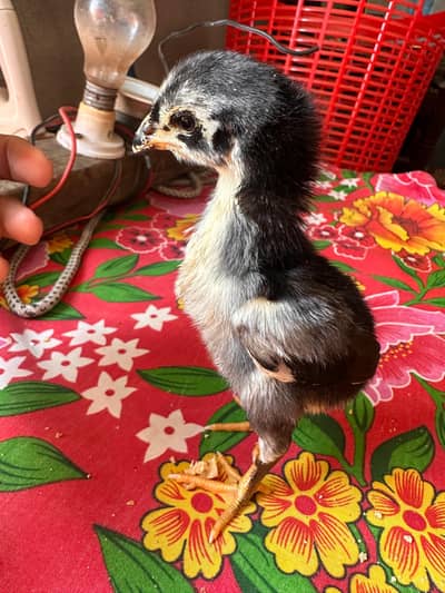 Black O Shamo chicks