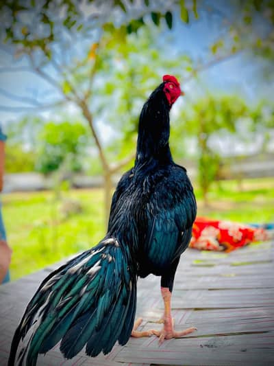 Aseel mia wali 18month