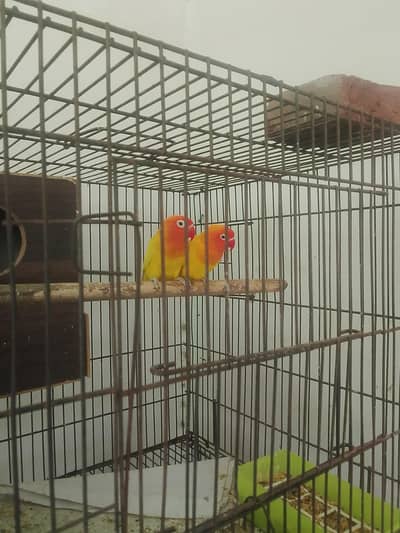 Lartino parsonata parrot yellow pestle parrot