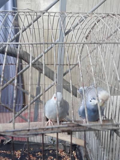 birds for urgent sale