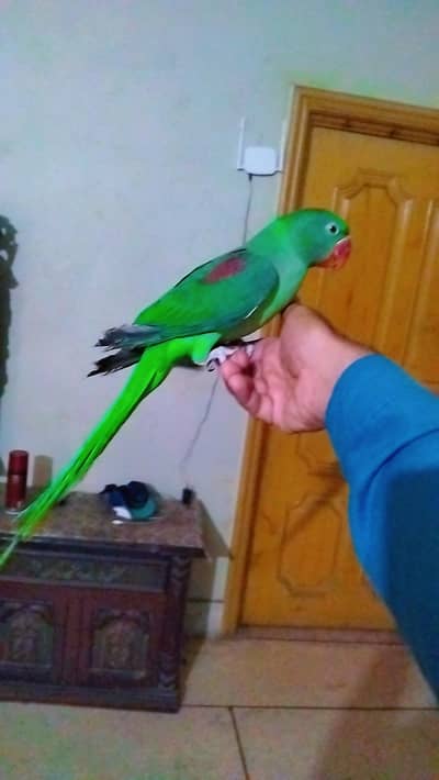 raw parrot