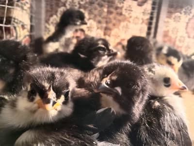 astralop chicks for sale