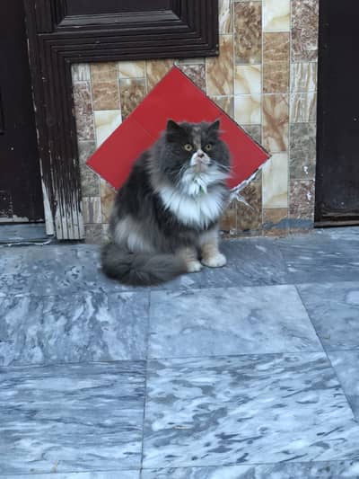 PUNCH FACE LONG COAT TOP QUALITY FEMALE