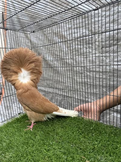 2 Ready to breed Yellow Jacobins Male