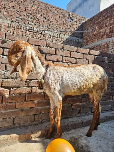 Makki Cheeni Doodh wali Bakri