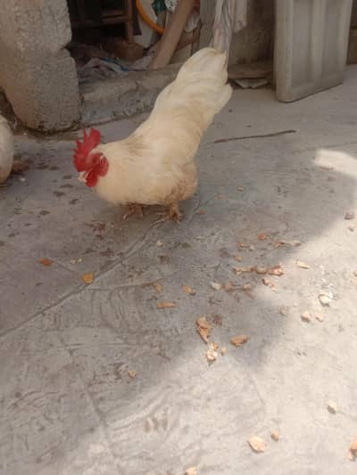 Bantam pair for sale