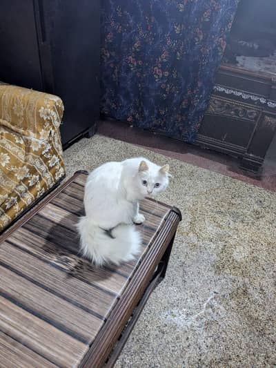 persian cat white