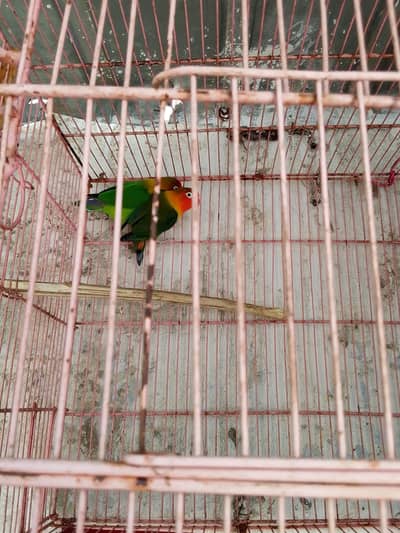 lovebird breading pair for sale