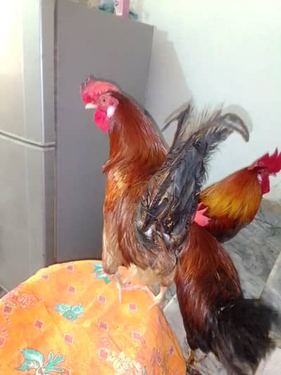 Golden Misri Murgi  | Egg Laying Hen | Desi Hens
