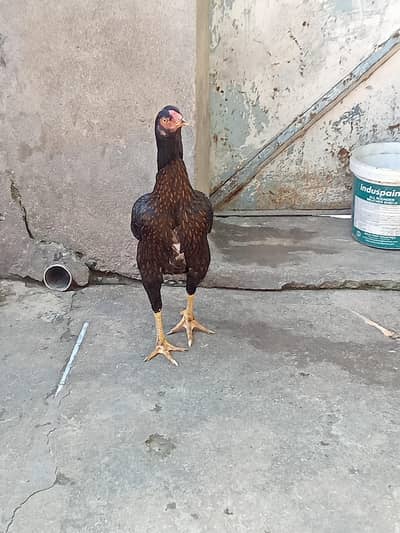 Aseel pair for sale and 03187143894call or whatsap