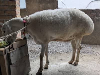 Desi Dumba Female For sale. contact no 03185600507