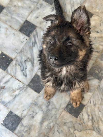German Shepherd female puppy full long coat