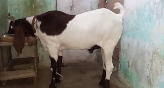Rajanpuri bakra urgent sale