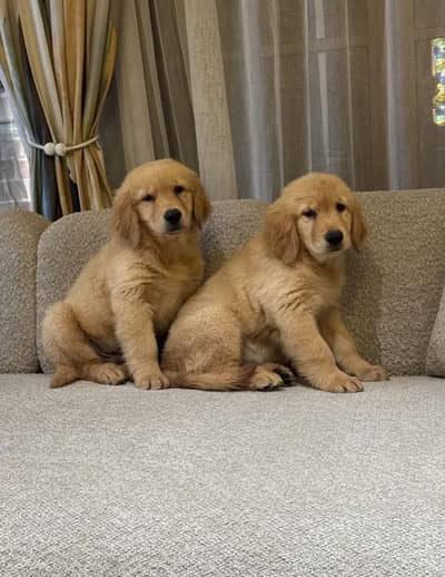 Gold retriever Puppies Male Female For Urgent Sale