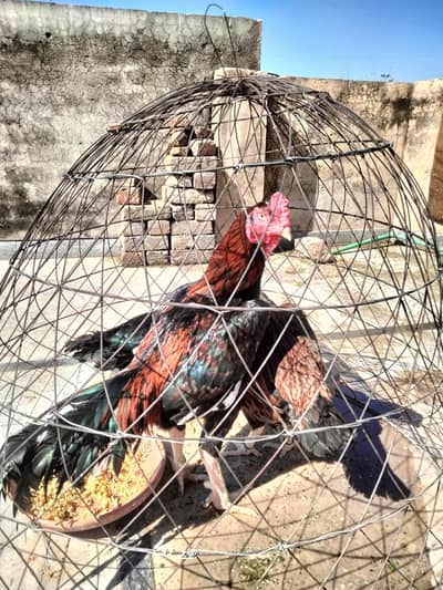 Mianwali Aseel Old blood line