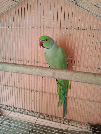 ring neck Male ghar ka pala wa hai