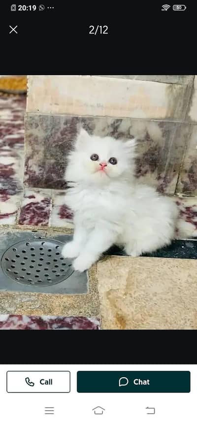 Persian cat for sale male or femaleWhatsApp number3314372136