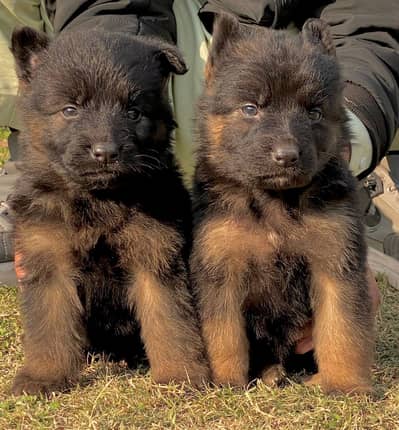 German Shepherd double coat pair 2 month for sale