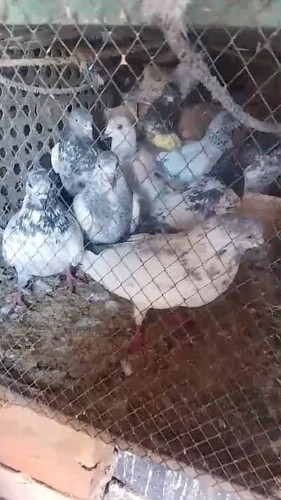 high flyers pigeon important