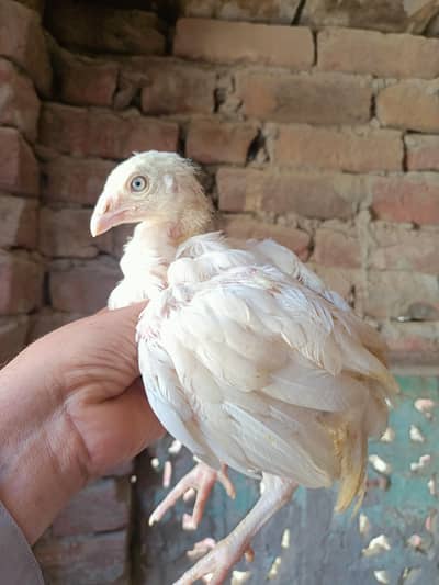 Heera Aseel / Paper White / Aseel Heera