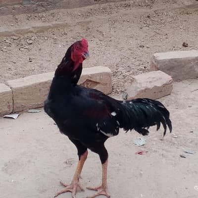 Aseel Murgi Aur Murgha