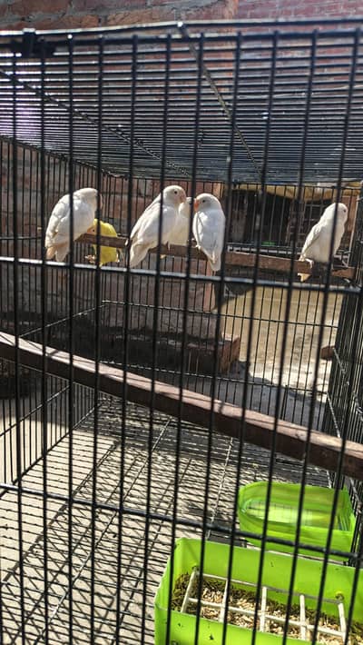 love bird red eyes and black eyes