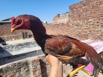 aseel lakha murga long heighted and murgi