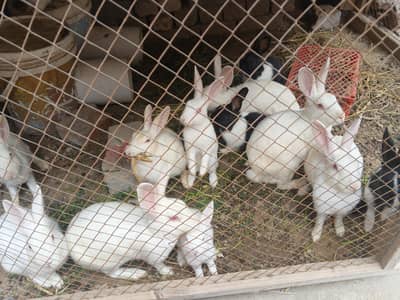 red eyes rabbits male and female