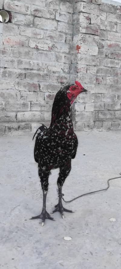 Thai pakoya patha  03114112536