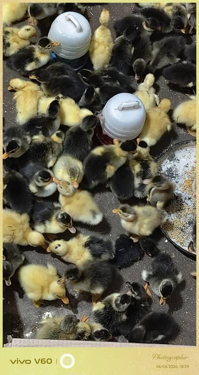 baby ducks