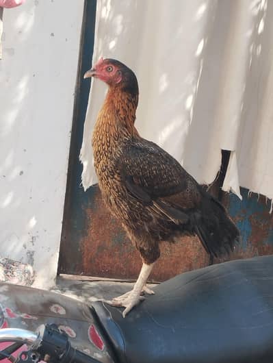 Bs serious log hi contact kraiy bhai 03011471779 ys number py contact