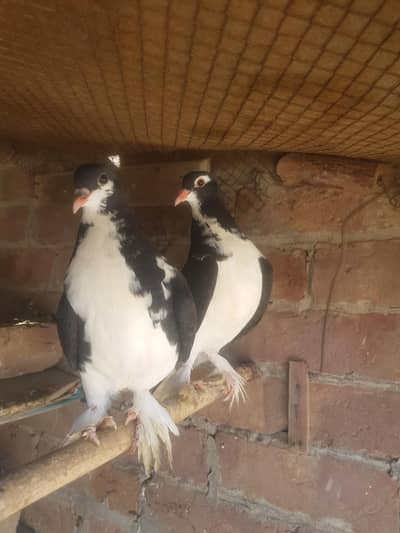 black sherazi big Pamooz