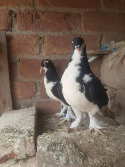 black sherazi big Pamooz