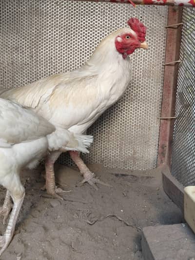 Pure Heera Aseel Breeder Male Murgha