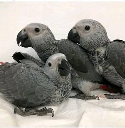 African grey parrot chicks for sale 03123226259
